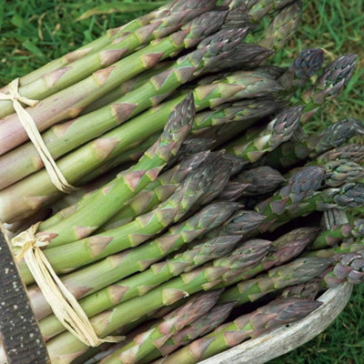 B&Q -  Asparagus Mary Washington 1 Seed Packet (40 Seeds)