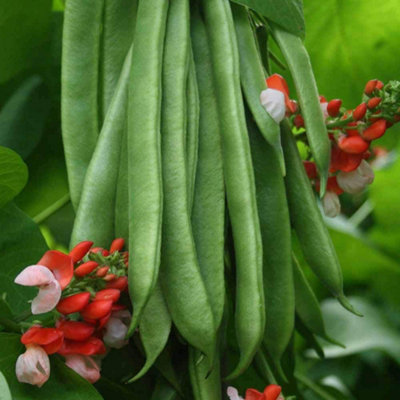 Thompson & Morgan Runner Bean Tenderstar 1 Seed Packet from B&Q