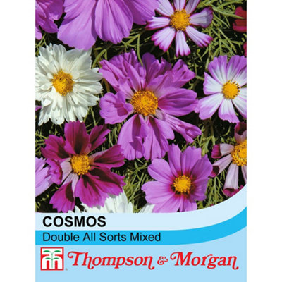 B&Q -  Cosmos Double All Sorts Mixed 1 Seed Packet (75 Seeds)