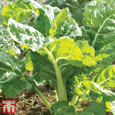 B&Q -  Organic Chard White Silver 2 1 Seed Packet (200 Seeds)