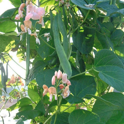 Thompson & Morgan Runner Bean Celebration 1 Seed Packet from B&Q
