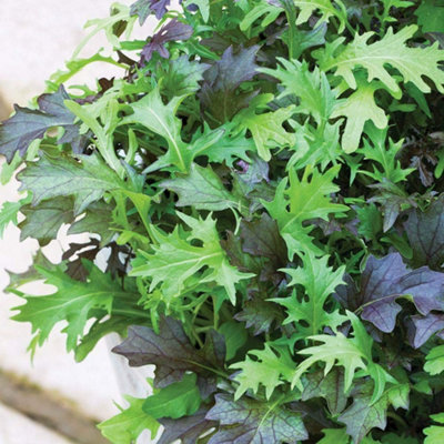 Thompson & Morgan Salad Leaves - Frilly Mix 1 Seed Packet