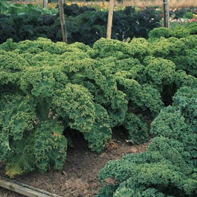 Thompson & Morgan Kale Dwarf Green Curled 1 Seed Packet from B&Q