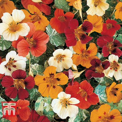B&Q -  Nasturtium Jewel Of Africa 1 Seed Packet (25 Seeds)
