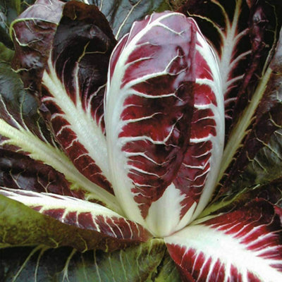 Thompson & Morgan Radicchio Rossa Di Treviso Precoce 1 Seed Packet from B&Q