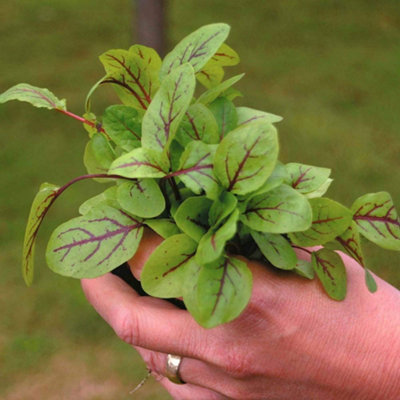 Thompson & Morgan Salad Leaves Sorrel Blood Veined 1 Seed Packet 250 Seeds from B&Q
