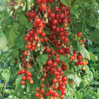 B&Q -  Tomato Sweet Million F1 Hybrid 1 Seed Packet