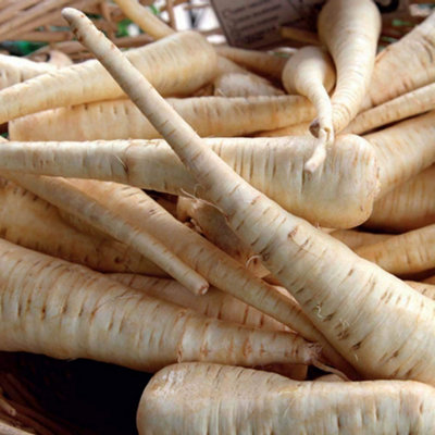 Thompson & Morgan Parsnip Albion 1 Seed Packet (300 Seeds) from B&Q