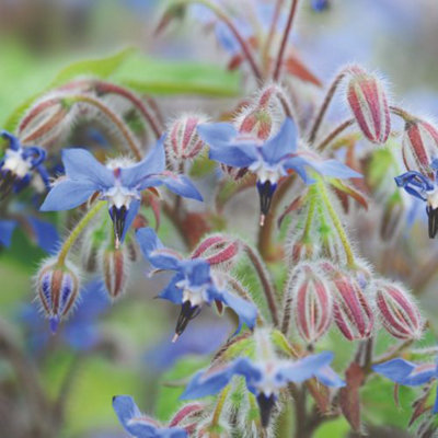B&Q -  Herb Borage 1 Seed Packet (100 Seeds)