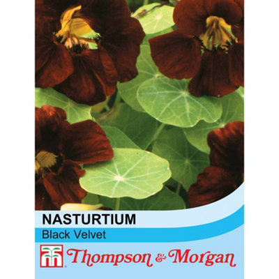 Thompson & Morgan Nasturtium Black Velvet 1 Seed Packet (15 Seeds) from B&Q