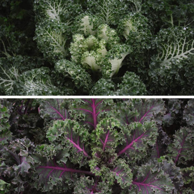 B&Q -  Kale Duo Mix 2 Seed Packets (10 Seeds Of Each Variety)