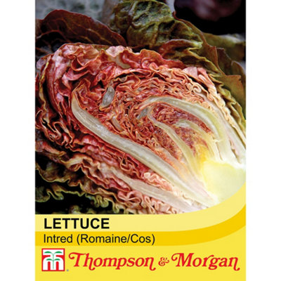 Thompson & Morgan Lettuce (Romaine/cos) Intred 1 Seed Packet (200 Seeds) from B&Q