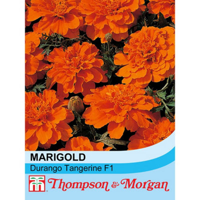 Thompson & Morgan Marigold Durango Tangerine F1 Hybrid 1 Seed Packet (40 Seeds) from B&Q