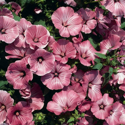 B&Q -  Lavatera Trimestris Silver Cup 1 Seed Packet
