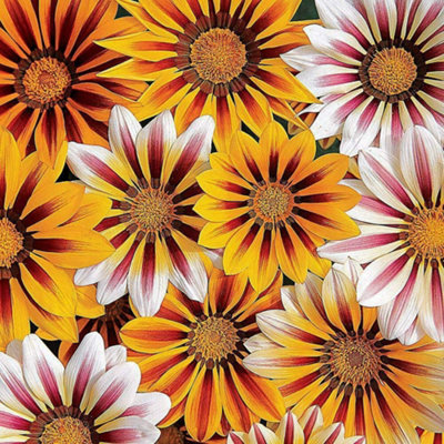 B&Q -  Gazania Tiger Stripes Mixed 1 Seed Packet