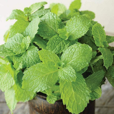Thompson & Morgan Herb Mint 1 Seed Packet (750 Seeds)