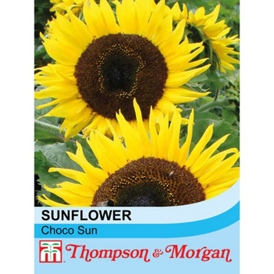 Thompson & Morgan Sunflower Choco Sun Seed Packet (10 Seeds) Size 1