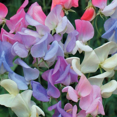 B&Q -  Sweet Pea Elegant Ladies 1 Seed Packet (20 Seeds)
