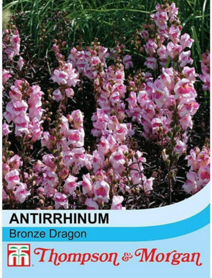 Thompson & Morgan Antirrhinum Majus Bronze Dragon 1 Seed Packet (90 Seeds) from B&Q