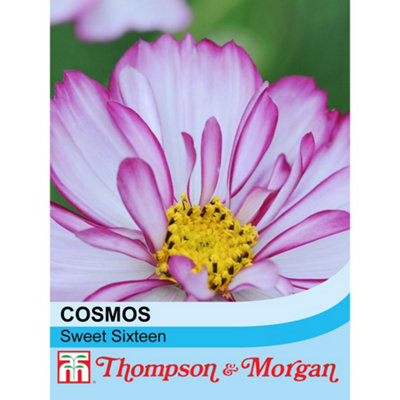 B&Q -  Cosmos Sweet Sixteen 1 Seed Packet (70 Seeds)