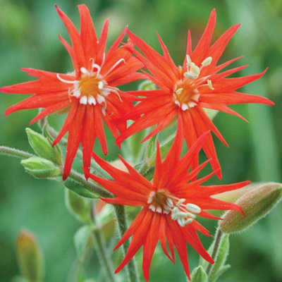 Thompson & Morgan Silene Jack Flash 1 Seed Packet from B&Q