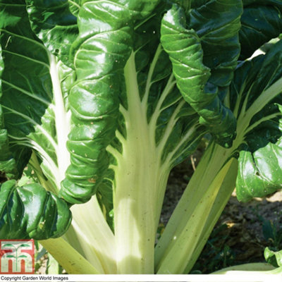 Thompson & Morgan Chard Fordhook Giant 1 Seed Packet Green