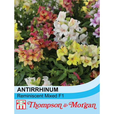 Thompson & Morgan Antirrhinum Reminiscent Mixed F1 Hybrid 1 Packet (50 Seeds) from B&Q