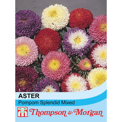 Thompson & Morgan Aster Pompon Splendid Mixed 1 Packet (250 Seeds) from B&Q