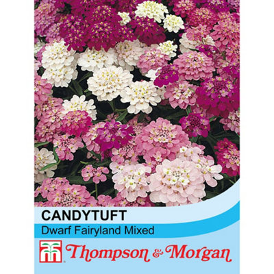B&Q -  Candytuft Fairyland Mixed 1 Packet (500 Seeds)