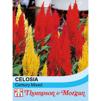 B&Q -  Celosia Century Mixed 1 Seed Packet (100 Seeds)