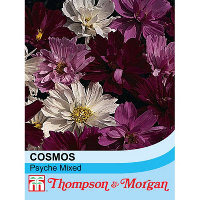 B&Q -  Cosmos Psyche 1 Packet (100 Seeds)