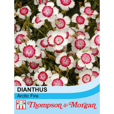 Thompson & Morgan Dianthus Deltoides Arctic Fire 1 Packet (80 Seeds) from B&Q