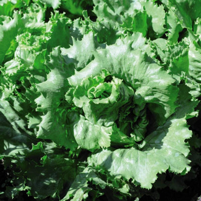 Thompson & Morgan Lettuce Warpath 1 Seed Packet (200 Seeds) from B&Q