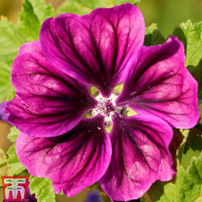 Thompson & Morgan Malva Magic Hollyhock 1 Seed Packet (100 Seeds) from B&Q