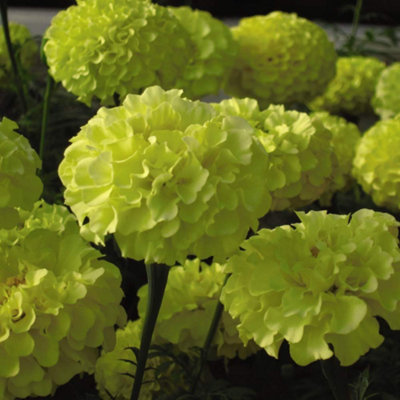 B&Q -  Marigold Erecta Moon 1 Seed Packet