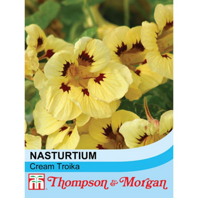 Thompson & Morgan Nasturtium Cream Troika 1 Packet (30 Seeds) from B&Q
