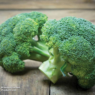 Thompson & Morgan Organic Broccoli Green Sprouting 1 Seed Packet from B&Q