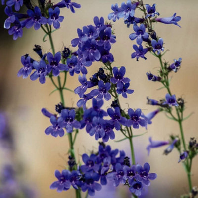 Thompson & Morgan Penstemon Heterophyllus True Blue 1 Seed Packet (40 Seeds) from B&Q