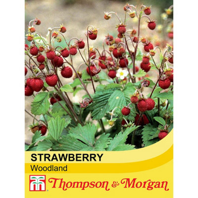 Thompson & Morgan Strawberry Woodland 1 Seed Packet (80 Seeds) from B&Q