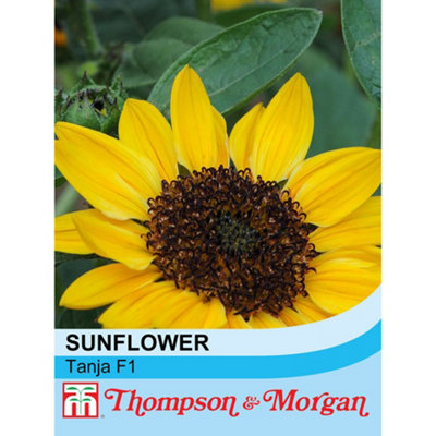 Thompson & Morgan Sunflower Tanja F1 1 Packet (10 Seeds) from B&Q