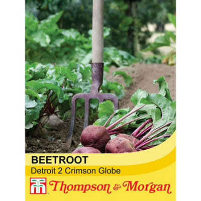 Thompson & Morgan Beetroot Detroit 2 Crimson Globe 1 Seed Packet (250 Seeds) from B&Q