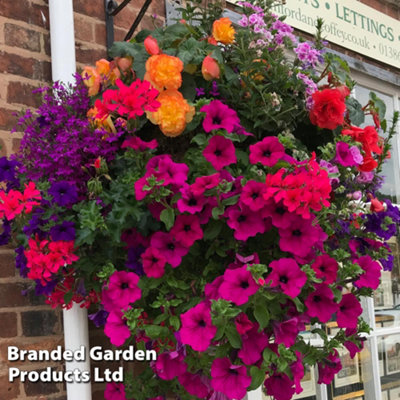 Thompson & Morgan Mixed Bedding Summer Colour Preplanted Hanging Basket 8In 20Cm X 4 from B&Q