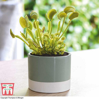 Thompson & Morgan Dionaea muscipula Venus Fly Trap Potted Plant - 3 Pack - Image 5