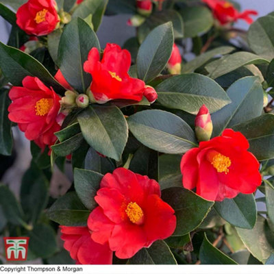 Thompson & Morgan Camellia 1001 Summer Nights Jasmine 1.6 Litre Potted Plant X 1 from B&Q