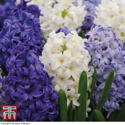Thompson & Morgan 32 x Hyacinth Rhapsody In Blue Bulbs - Blue Flowers - Spring Flowering - 20cm Height - Image 3