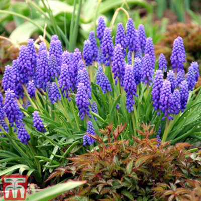 Thompson & Morgan Blue Muscari Armeniacum - 170 Bulbs Small