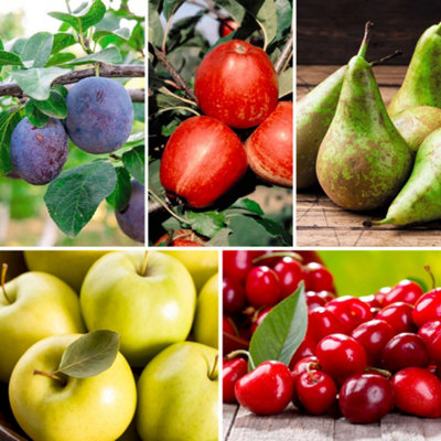 B&Q -  Potted Mini Fruit Tree CollectionApplePearCherryPlum Ideal For Small Gardens & PatiosEasy To Grow5 X Potted Plants