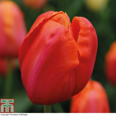 Thompson & Morgan Tulip Avignon 32 Bulbs (Size 11/12)