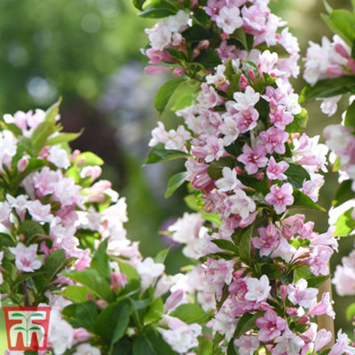 B&Q -  Weigela Towers Of Flowers Apple Blossom 9Cm Pot X 1