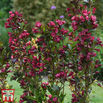 B&Q -  Weigela Towers Of Flowers Cherry 9Cm Potted Plant X 2